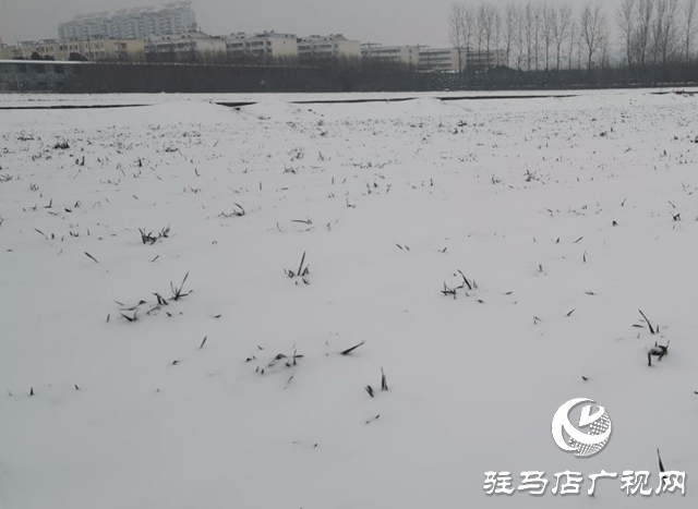 專家提醒：強降雪對小麥生長有利 但謹防凍害發(fā)生