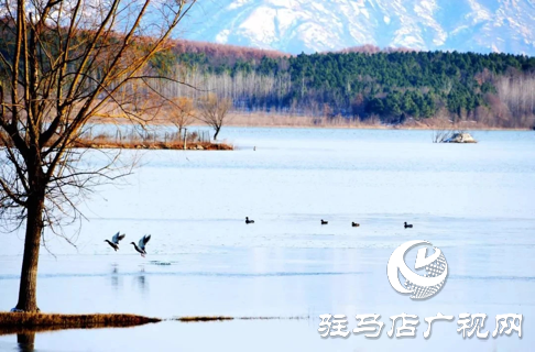 詩朗誦《銅山湖雪岸、玉樹、水鳥........絕美的一幅畫》