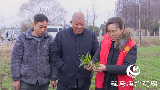 正陽：農(nóng)技人員田間指導春季麥田管理