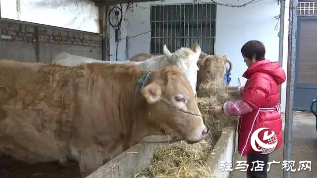 正陽縣：肉牛養(yǎng)殖唱好助農“致富歌”