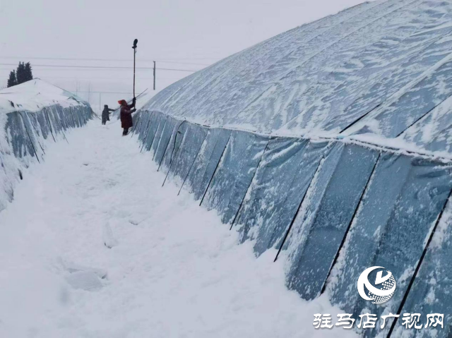 駐馬店驛城區(qū)除雪防凍害 穩(wěn)住市民“菜籃子”