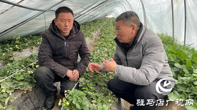 駐馬店：大雪壓壞草莓大棚 農(nóng)技專家指導自救