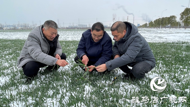 雪后麥田如何管理 駐馬店農(nóng)技專家現(xiàn)場支招