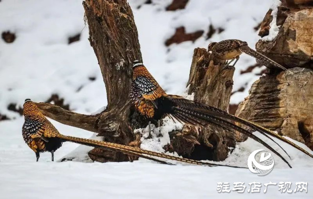 泌陽銅山湖驚現(xiàn)雪中美麗的珍稀瀕危鳥類白冠長尾雉