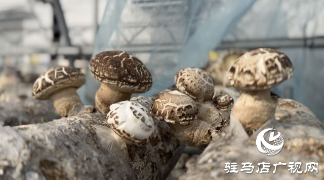 泌陽花菇集約制棒生態(tài)出菇技術(shù)觀摩培訓會召開