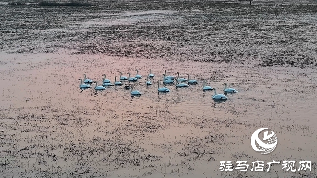 寒冬，他們在宿鴨湖濕地守護(hù)候鳥