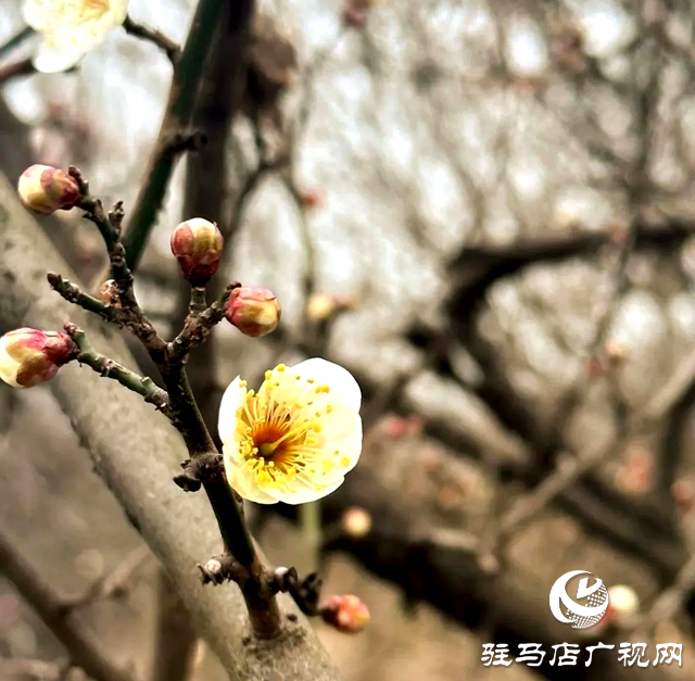 西平生態(tài)濕地公園：白梅懶賦賦紅梅 逞艷先迎醉眼開