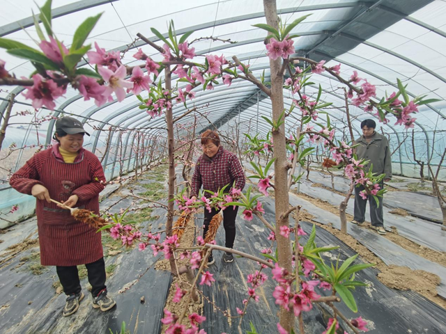 驛城區(qū)蟻蜂鎮(zhèn)魯灣村：大棚桃花開  果農(nóng)授粉忙