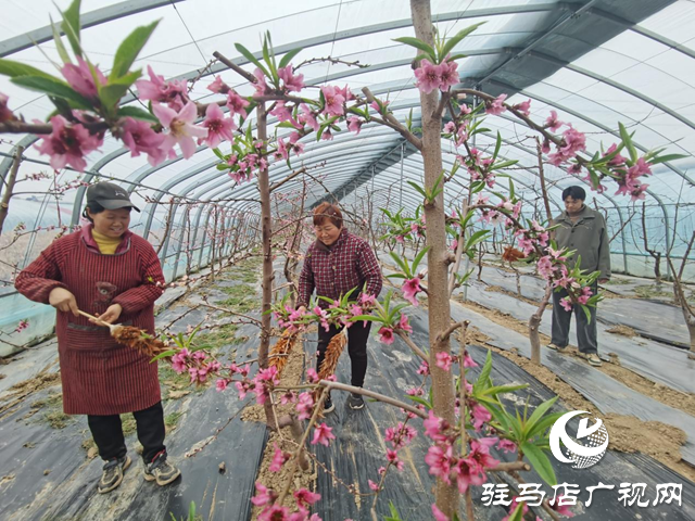 駐馬店市驛城區(qū)：大棚桃花競相開