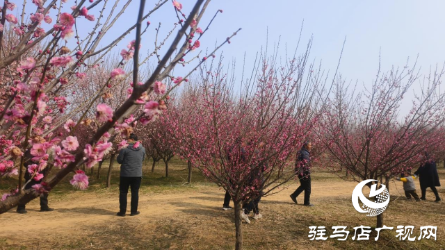 遂平：嵖岈山600畝梅園花開迎春來