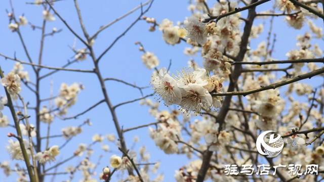 遂平：嵖岈山600畝梅園花開迎春來