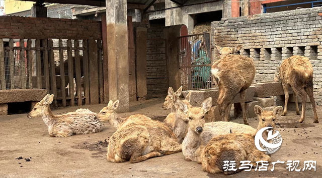 駐馬店市南海動(dòng)物園：承載幾代人的美好回憶