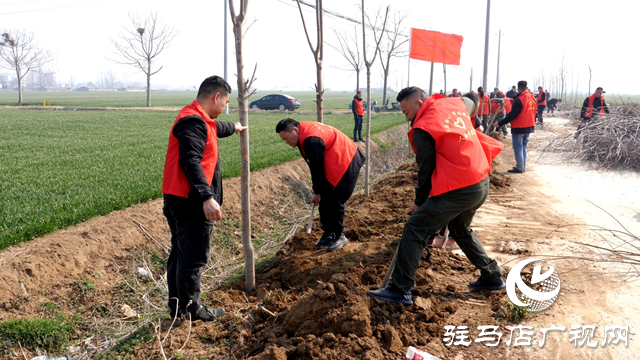 西平縣人和鄉(xiāng)：植樹(shù)節(jié)里植樹(shù)忙