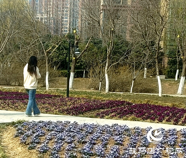 蝴蝶花開繪春色