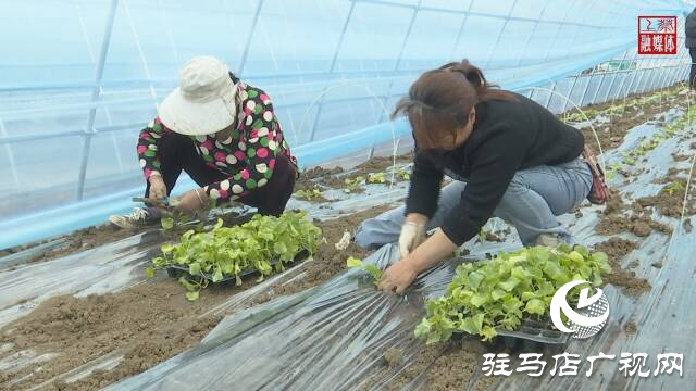 上蔡縣齊海鄉(xiāng)：香瓜種植引領村民走上致富路