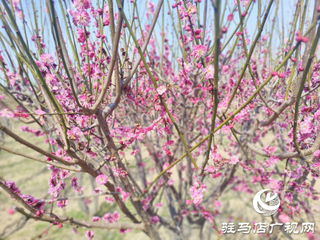 春天的美麗頓崗歡迎您