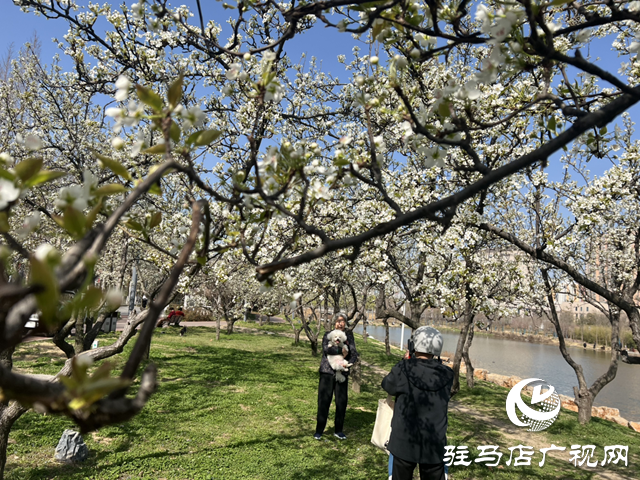 三月春光好 梨花燦爛時(shí)