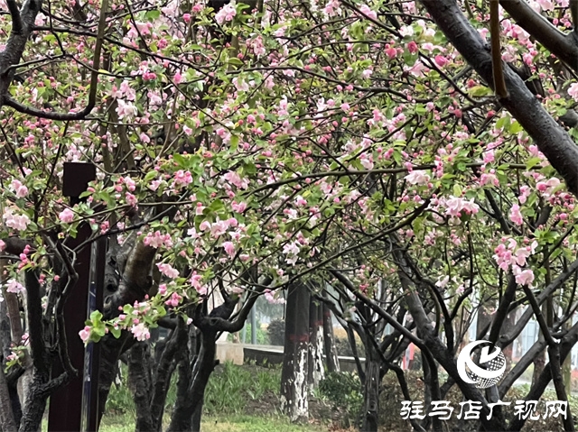 駐馬店：春雨潤澤而至 海棠花如約盛開