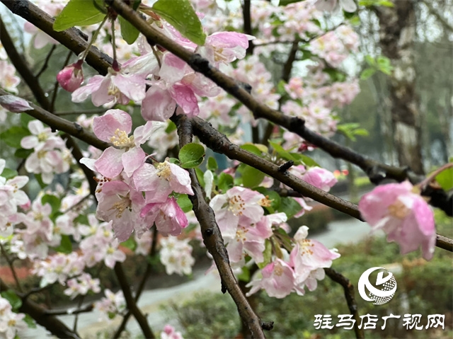 駐馬店：春雨潤(rùn)澤而至 海棠花如約盛開