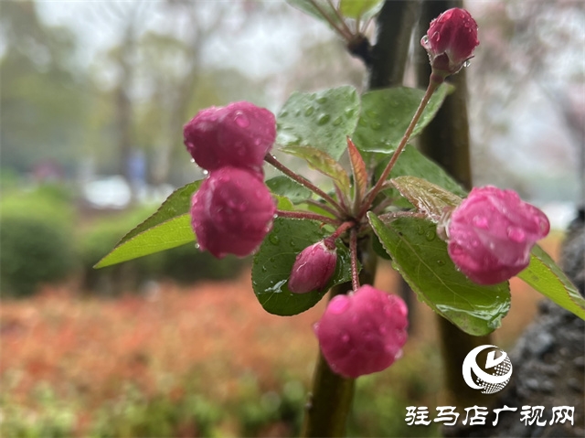 駐馬店：春雨潤澤而至 海棠花如約盛開