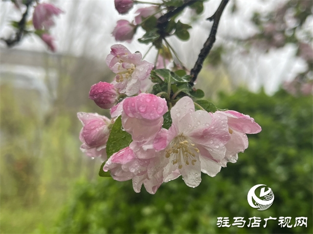 駐馬店：春雨潤澤而至 海棠花如約盛開