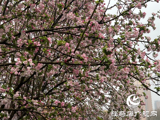 駐馬店：春雨潤澤而至 海棠花如約盛開