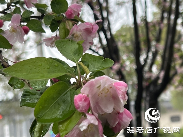 駐馬店：春雨潤澤而至 海棠花如約盛開