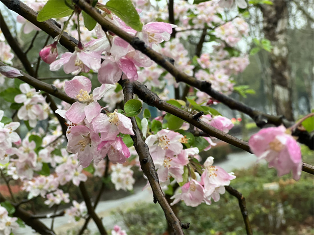 駐馬店：春雨潤(rùn)澤而至 海棠花如約盛開(kāi)