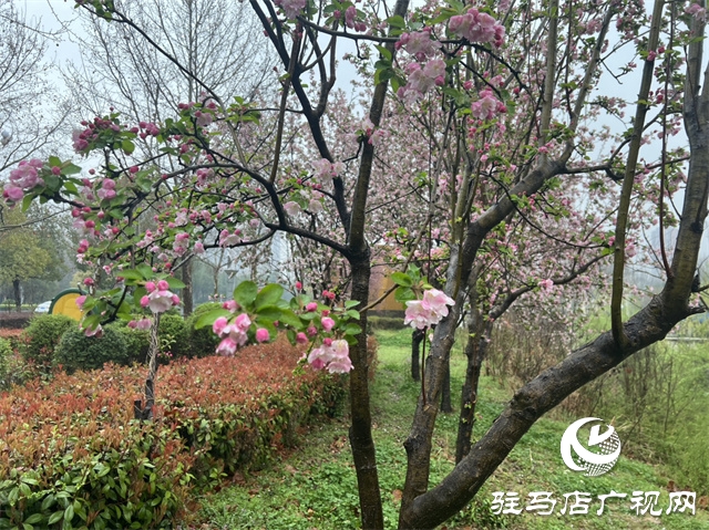 駐馬店：春雨潤澤而至 海棠花如約盛開