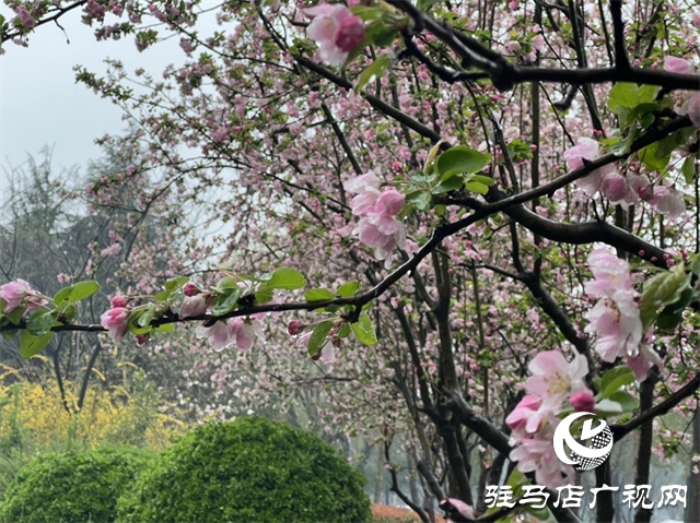 駐馬店：春雨潤澤而至 海棠花如約盛開