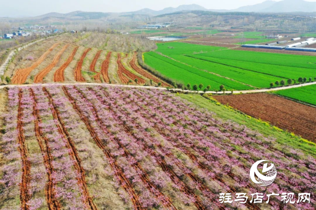 萬畝花田，駐馬店又一春天美景打卡地