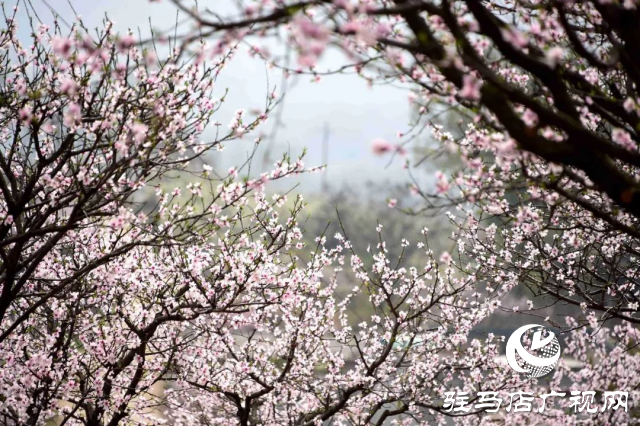 萬畝花田，駐馬店又一春天美景打卡地