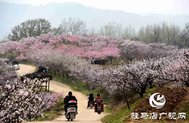 萬畝花田，駐馬店又一春天美景打卡地