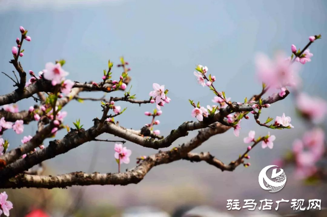 萬畝花田，駐馬店又一春天美景打卡地