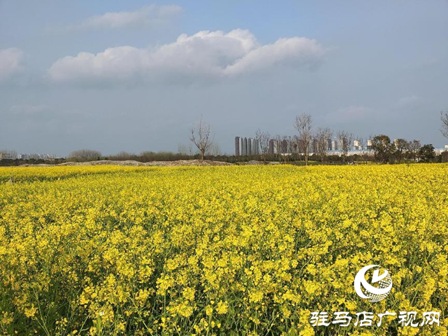 駐馬店：春雨催春意 油菜花盛開