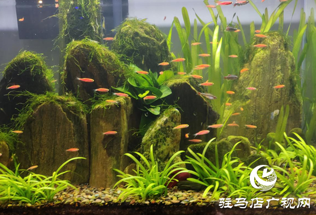 天氣轉(zhuǎn)暖 各種觀賞魚受青睞