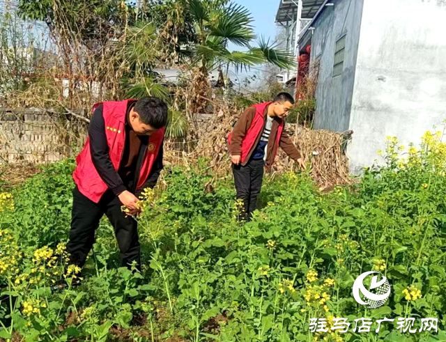 平輿縣李屯鎮(zhèn)：扎實開展禁種鏟毒踏查專項行動