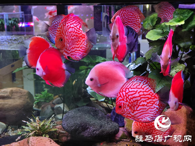 天氣轉(zhuǎn)暖 各種觀賞魚受青睞