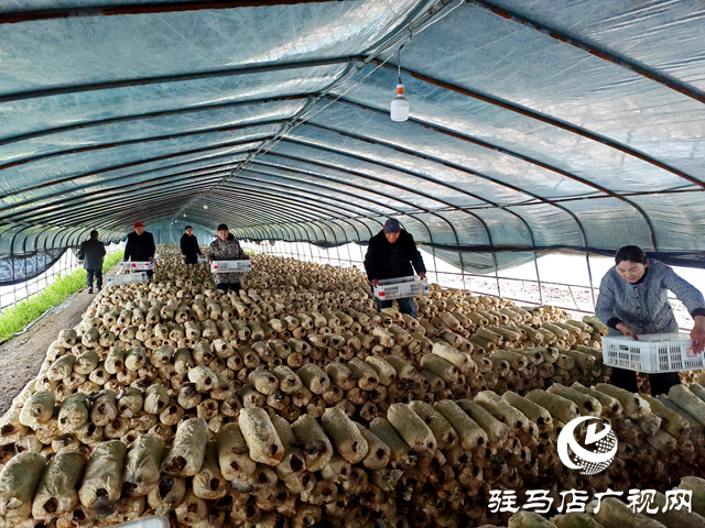 平輿縣萬(wàn)冢鎮(zhèn)蔡莊村：大棚平菇撐開了村民就業(yè)增收“致富傘”