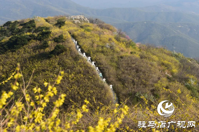 野生連翹花正開 滿山盡是“黃金甲”