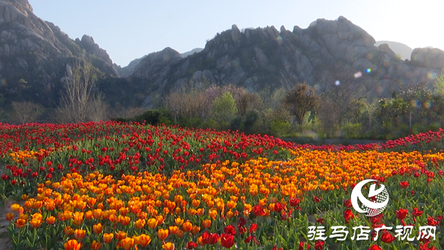 嵖岈山溫泉小鎮(zhèn)郁金香園：美麗花海助力旅游經(jīng)濟發(fā)展