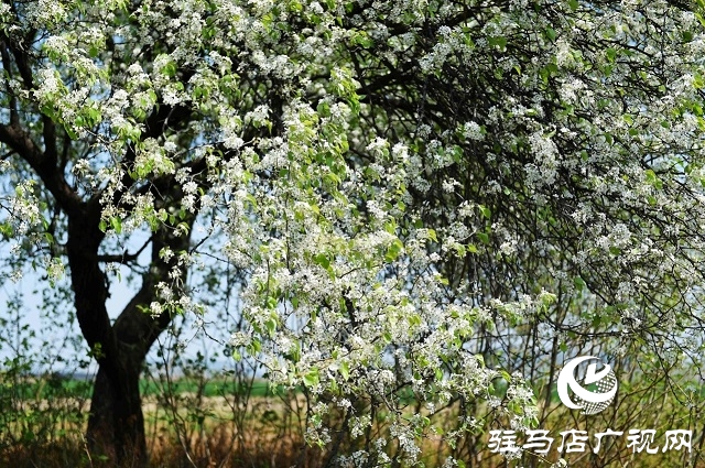 棠梨花觀賞食用兩相宜