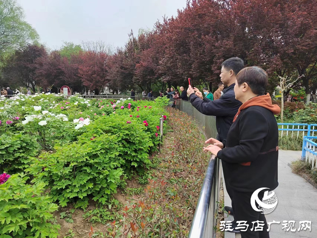 駐馬店南海公園：牡丹次第開 國(guó)色綻芳容