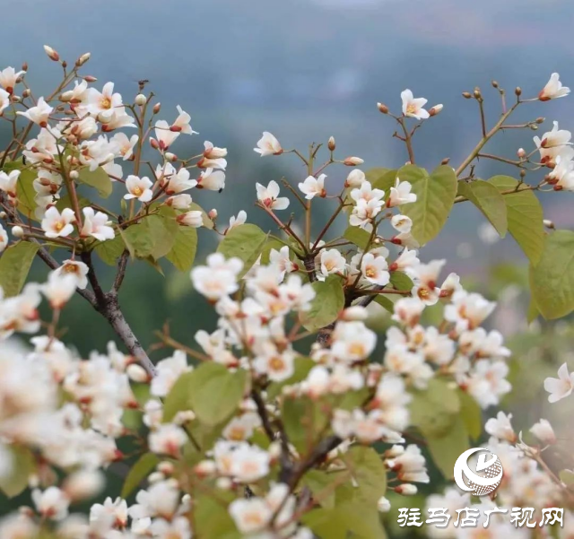 泌陽縣：花開時節(jié) 油桐花開醉人心