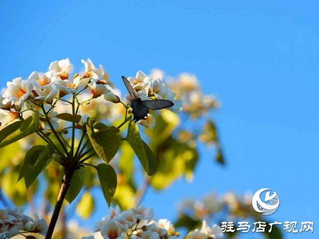 泌陽縣：花開時節(jié) 油桐花開醉人心