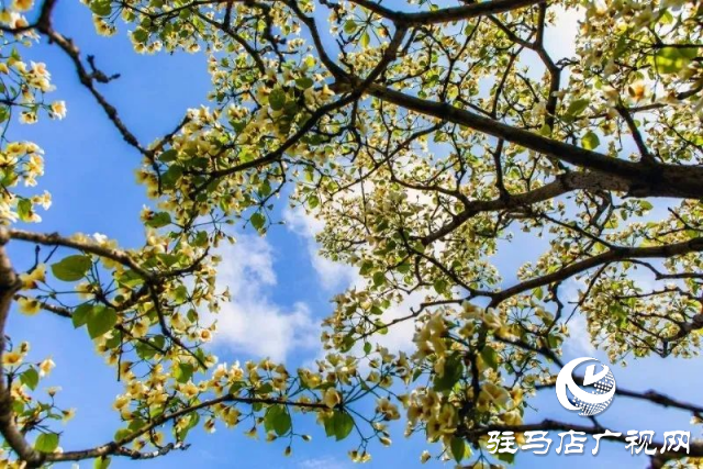 泌陽縣：花開時節(jié) 油桐花開醉人心