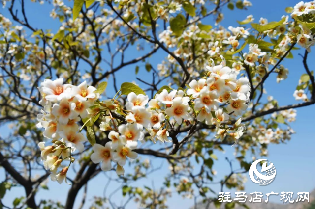 泌陽縣：花開時節(jié) 油桐花開醉人心