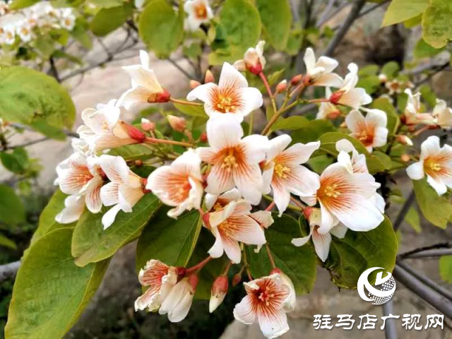 泌陽縣：花開時節(jié) 油桐花開醉人心