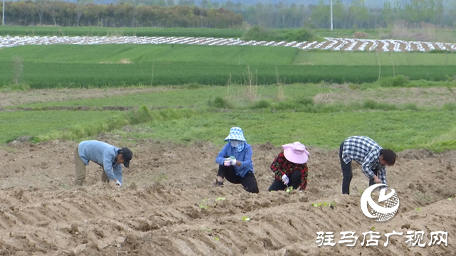 確山縣竹溝鎮(zhèn)：不誤農(nóng)時不負春 煙苗移栽正當時