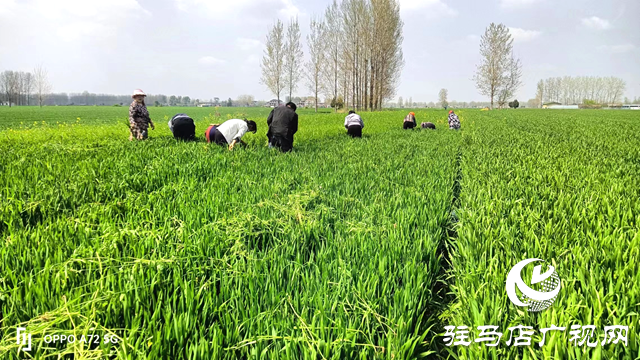 平輿縣萬冢鎮(zhèn)積極開展春季小麥病蟲害防治工作